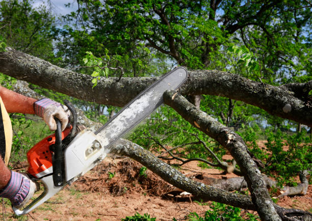 Reliable Syracuse, UT Tree Service Solutions